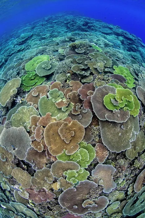 Framed Print : Looking down at the top of a submerged reef covered in corals (Acropora spp. and Pocillopora sp.), Fathers Reef, Lolobau Island, Papua New Guinea. Bismark Sea, Pacific Ocean Framed Print : Looking down at the top of a submerged reef covered in corals (Acropora spp. and Pocillopora sp.), Fathers Reef, Lolobau Island, Papua New Guinea. Bismark Sea, Pacific Ocean