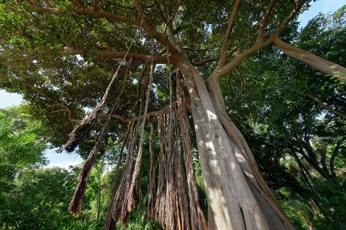 Framed Print : Lord Howe Banyan tree (Ficus macrophylla columnaris), endemic to Lord Howe Island, Australia, with many aerial roots, Puerto de la Cruz Botanical Garden, Tenerife, Canary Islands Framed Print : Lord Howe Banyan tree (Ficus macrophylla columnaris), endemic to Lord Howe Island, Australia, with many aerial roots, Puerto de la Cruz Botanical Garden, Tenerife, Canary Islands