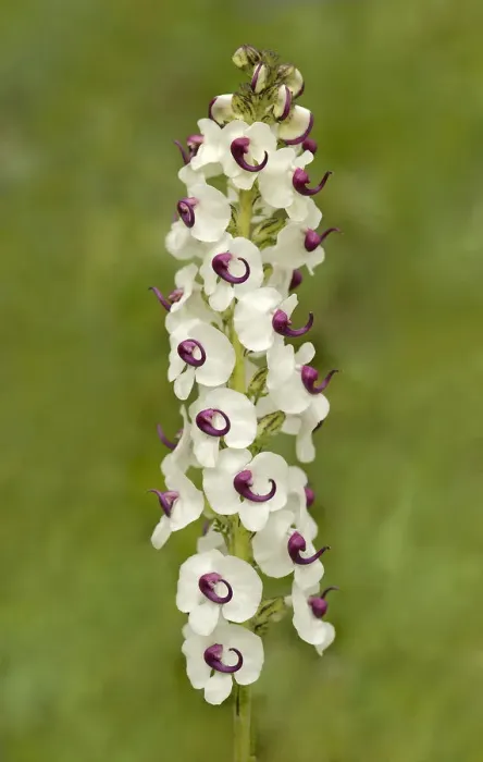 Framed Print : Lousewort (Pedicularis oxycarpa), a hemi-parasite on grass Framed Print : Lousewort (Pedicularis oxycarpa), a hemi-parasite on grass