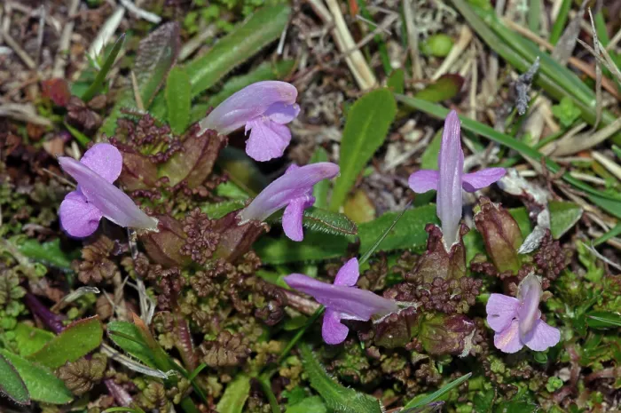 Framed Print : Lousewort (Pedicularis sylvatica) in flower, St Agnes, Isles of Scilly, UK. May Framed Print : Lousewort (Pedicularis sylvatica) in flower, St Agnes, Isles of Scilly, UK. May