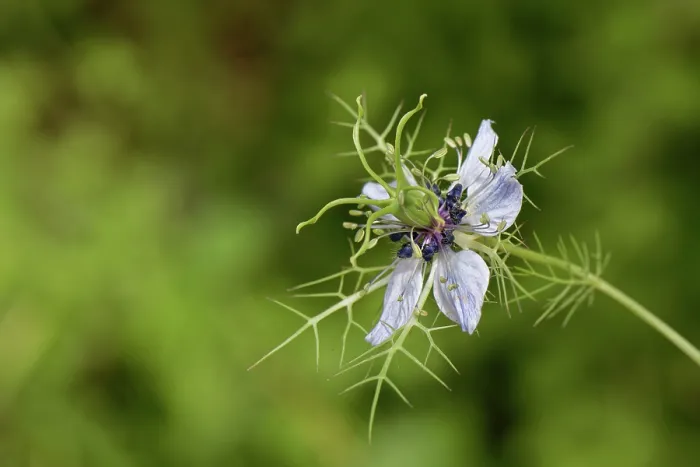 Framed Print : Love-in-a-mist (Nigella damascena) flowering on a coastal hillside, Corfu, Greece. May Framed Print : Love-in-a-mist (Nigella damascena) flowering on a coastal hillside, Corfu, Greece. May