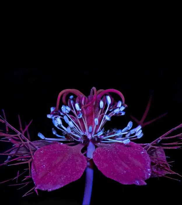 Framed Print : Love-in-a-mist (Nigella damascena) stamens fluroescing in UV light Framed Print : Love-in-a-mist (Nigella damascena) stamens fluroescing in UV light