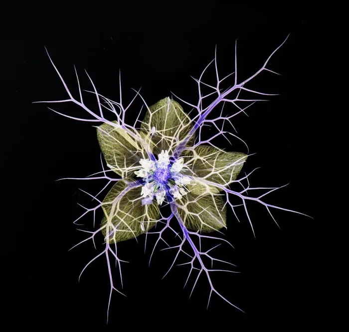Framed Print : Love in a mist (Nigella damascena), pressed flower on light panel, image inverted, studio environment. See also image 01717741 which shows the same plant in visible light Framed Print : Love in a mist (Nigella damascena), pressed flower on light panel, image inverted, studio environment. See also image 01717741 which shows the same plant in visible light