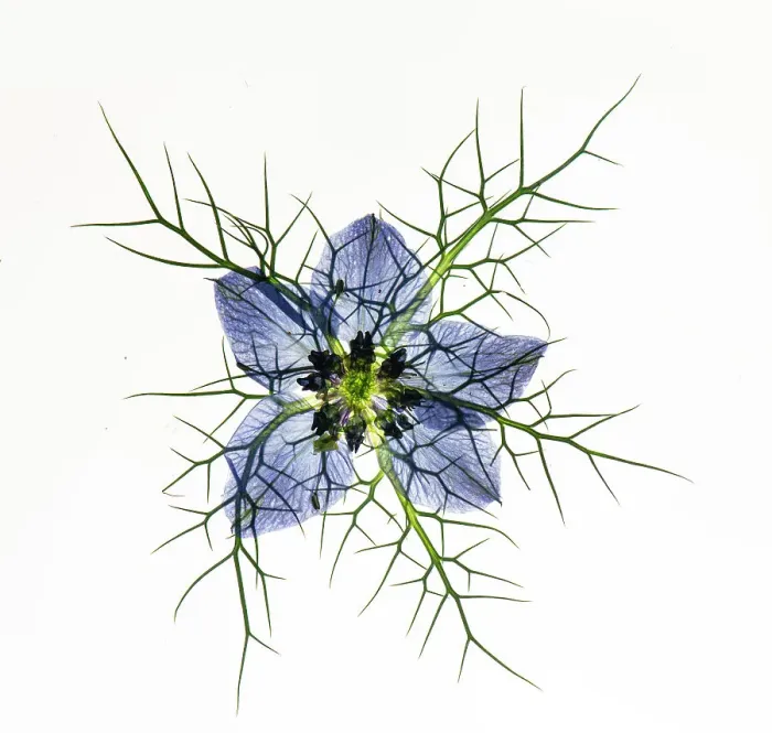 Framed Print : Love in a mist (Nigella damascena), pressed flower on light panel, studio environment. See also image 01717740 which shows the same plant with the image inverted Framed Print : Love in a mist (Nigella damascena), pressed flower on light panel, studio environment. See also image 01717740 which shows the same plant with the image inverted
