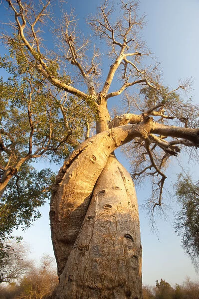 The Lovers Baobabs (Adansonia grandidieri). Near Morondava, Madagascar