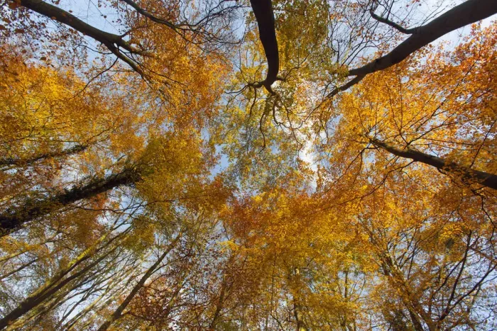 Framed Print : Low angle shot up into Beech tree canopy in Autumn, Holkham, Norfolk Framed Print : Low angle shot up into Beech tree canopy in Autumn, Holkham, Norfolk