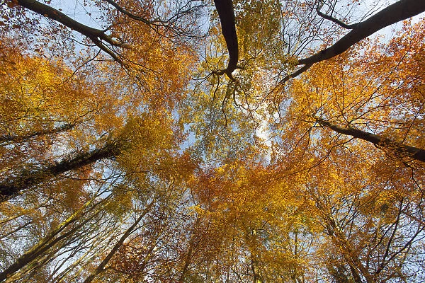 Low angle shot up into Beech tree canopy in Autumn, Holkham, Norfolk