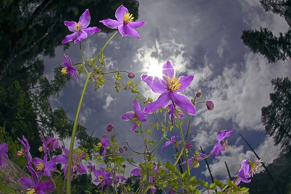 Low angle shot of flowers (Thalictrum sp) Basoncuo National Park, Tibet, China, Asia