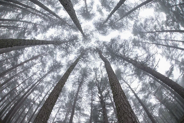 Low angle view up into canopy of Scots Pines (Pinus sylvestris) in mist at dawn in Abernethy Forest