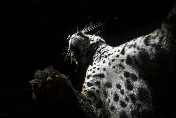 Framed Print : Low angle view of Jaguar (Panthera onca) patrolling its territory at night, La Papalota, Nayarit, Mexico. Camera trap image Framed Print : Low angle view of Jaguar (Panthera onca) patrolling its territory at night, La Papalota, Nayarit, Mexico. Camera trap image