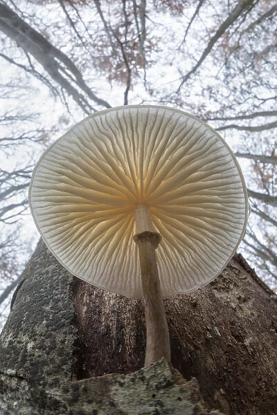 Low angle view of Porcelain fungus (Oudemansiella mucida) growing on a dead Beech tree