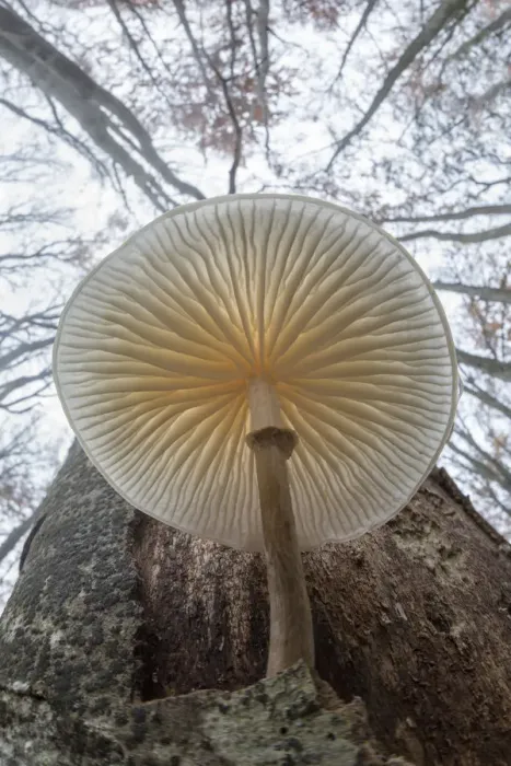 Framed Print : Low angle view of Porcelain fungus (Oudemansiella mucida) growing on a dead Beech tree Framed Print : Low angle view of Porcelain fungus (Oudemansiella mucida) growing on a dead Beech tree