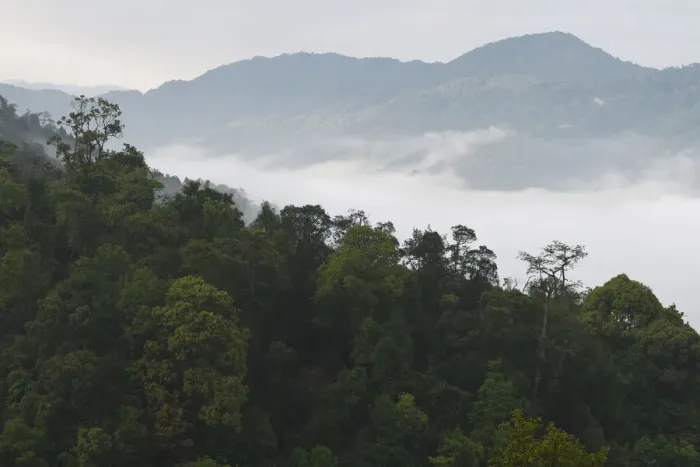 Framed Print : Low lying mist / fog over rainforest, morning in Sudian, Tongbiguan Nature Reserve Framed Print : Low lying mist / fog over rainforest, morning in Sudian, Tongbiguan Nature Reserve