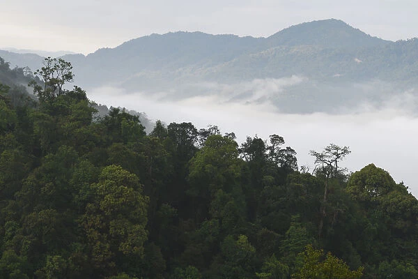 Low lying mist  /  fog over rainforest, morning in Sudian, Tongbiguan Nature Reserve