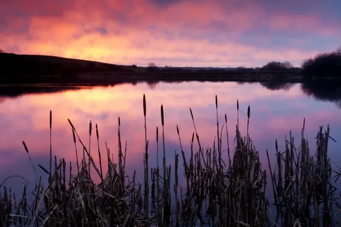 Framed Print : Lower Tamar Lake, colopurful sunrise, reflections and reeds, North Cornwall / Devon border, UK Framed Print : Lower Tamar Lake, colopurful sunrise, reflections and reeds, North Cornwall / Devon border, UK