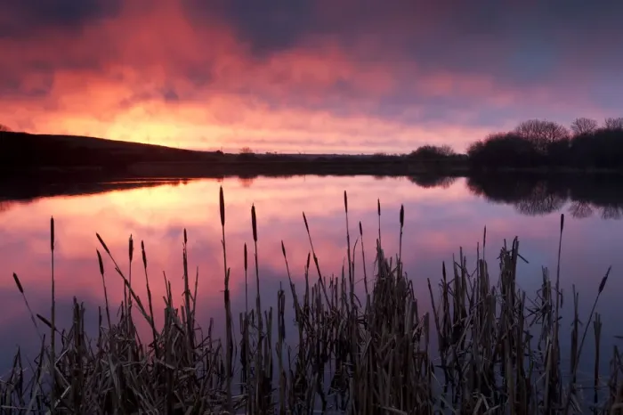 Framed Print : Lower Tamar Lake, at sunrise, reflections and reeds, north Cornwall / Devon border, UK Framed Print : Lower Tamar Lake, at sunrise, reflections and reeds, north Cornwall / Devon border, UK