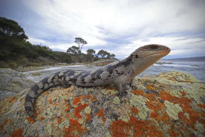 Framed Print : Lowland blotched blue-tongue (Tiliqua nigrolutea) on a coastal bluff in the Bay of Framed Print : Lowland blotched blue-tongue (Tiliqua nigrolutea) on a coastal bluff in the Bay of