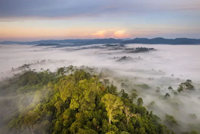 Framed Print : Lowland dipterocarp rainforest, with huge Tualang (Tapang Framed Print : Lowland dipterocarp rainforest, with huge Tualang (Tapang