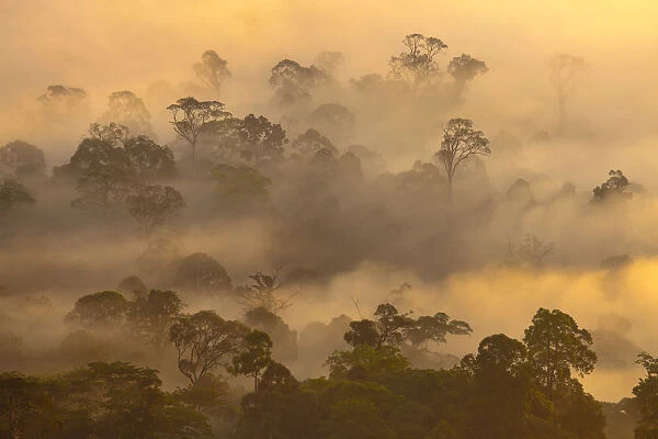 Lowland dipterocarp rainforest at dawn. Danum Valley, Sabah, Borneo, May 2011