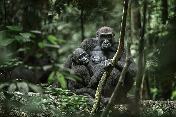Lowland gorilla (Gorilla gorilla) mother and young in forest, Loango National Park, Gabon. January