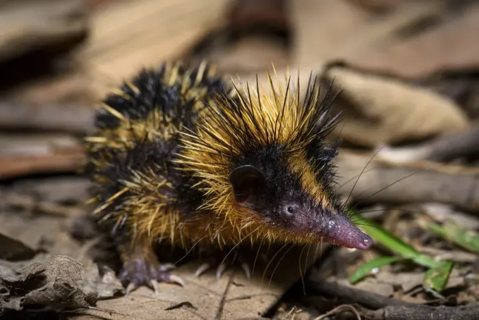 Framed Print : Lowland Streaked Tenrec (Hemicentetes semispinosus) active on forest floor at night Framed Print : Lowland Streaked Tenrec (Hemicentetes semispinosus) active on forest floor at night