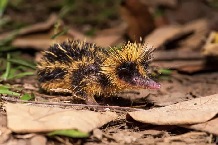 Framed Print : Lowland streaked tenrec (Hemicentetes semispinosus) on forest floor at night, Masoala National Park, north east Madagascar Framed Print : Lowland streaked tenrec (Hemicentetes semispinosus) on forest floor at night, Masoala National Park, north east Madagascar