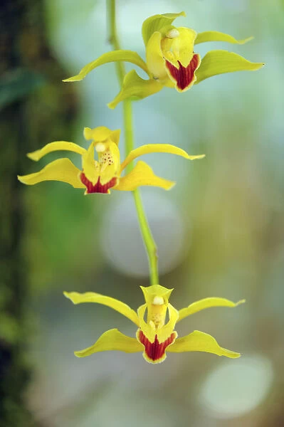 Lows cymbidium (Cymbidium lowianum) endemic tree orchid, Gaoligongshan NP, Yunnan province