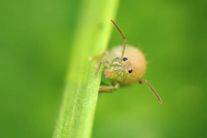 Framed Print : Lucerne flea (Sminthurus viridis) resting on a blade of grass in a meadow, Lucerne, Switzerland. April. Focus stacked Framed Print : Lucerne flea (Sminthurus viridis) resting on a blade of grass in a meadow, Lucerne, Switzerland. April. Focus stacked