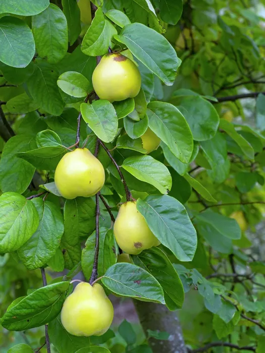 Framed Print : Ludovic quince (Cydonia oblonga) fruit on tree. September Framed Print : Ludovic quince (Cydonia oblonga) fruit on tree. September