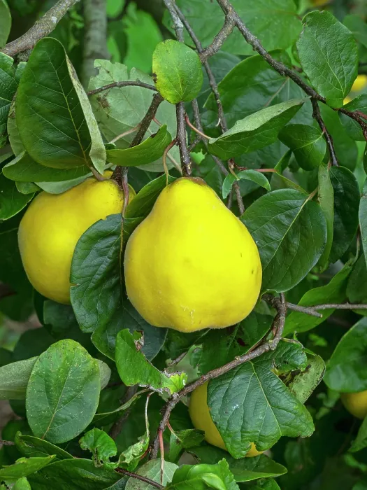 Framed Print : Ludovic quince (Cydonia oblonga) fruit on tree, October