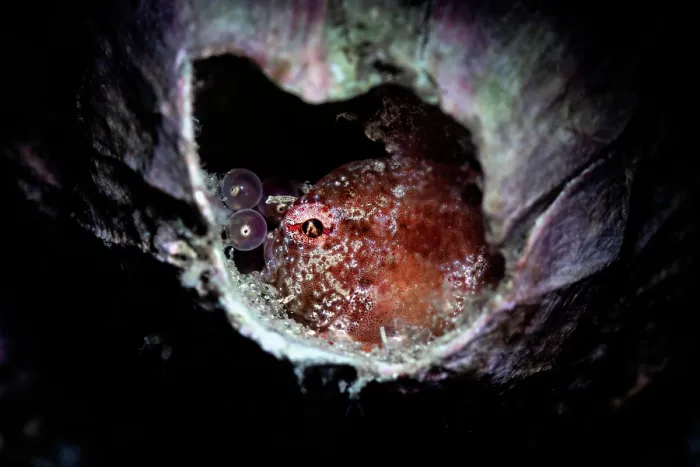 Framed Print : Lumpsucker (Eumicrotremus taranetzi) male, watching over a clutch of eggs inside an empty barnacle shell, Hokkaido, Japan, Pacific Ocean Framed Print : Lumpsucker (Eumicrotremus taranetzi) male, watching over a clutch of eggs inside an empty barnacle shell, Hokkaido, Japan, Pacific Ocean