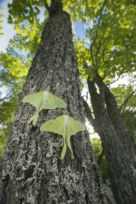 Framed Print : Luna moths (Actias luna) New Brunswick, Canada, June Framed Print : Luna moths (Actias luna) New Brunswick, Canada, June
