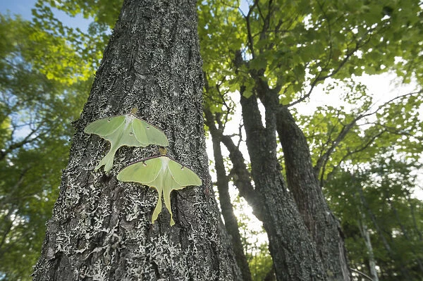 Luna moths (Actias luna) New Brunswick, Canada, June