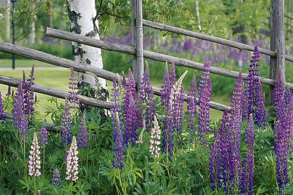 Lupins {Lupinus nootkatensis} in flower by birch tree trunk, Sweden, summer, Scandinavia