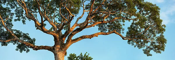 Lupuna tree (Chorisia insignis) in lowland rainforest, Panguana Reserve, Huanuca province, Amazon basin, Peru