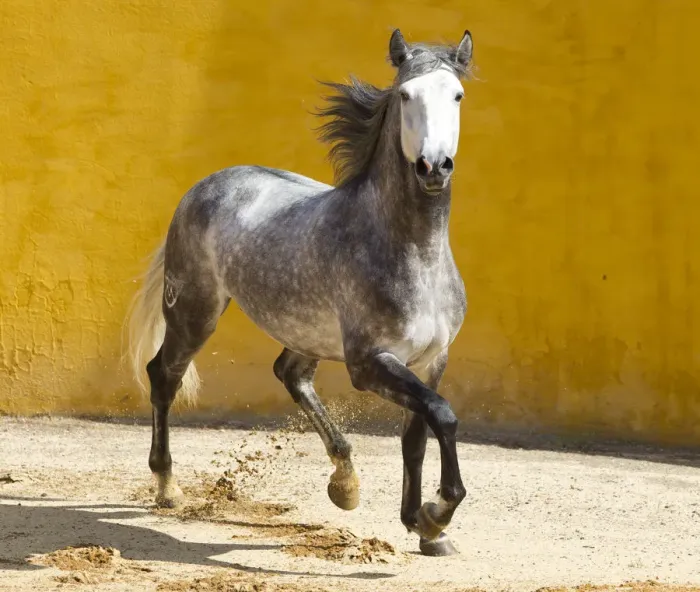 Framed Print : Lusitano horse, grey stallion trotting, Portugal Framed Print : Lusitano horse, grey stallion trotting, Portugal