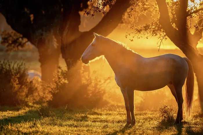 Framed Print : Lusitano horse standing in field at sunset, Herdade Do Pinheiro, Alentejo Region, Portugal. January Framed Print : Lusitano horse standing in field at sunset, Herdade Do Pinheiro, Alentejo Region, Portugal. January