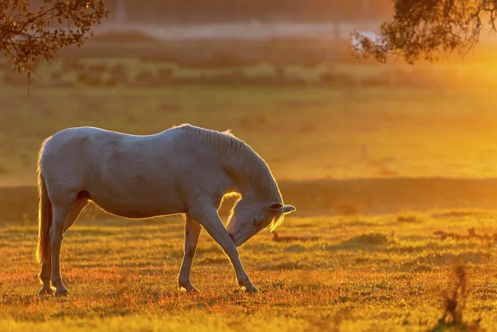 Framed Print : Lusitano horse standing in field at sunset, Herdade Do Pinheiro, Alentejo Region, Portugal. January Framed Print : Lusitano horse standing in field at sunset, Herdade Do Pinheiro, Alentejo Region, Portugal. January