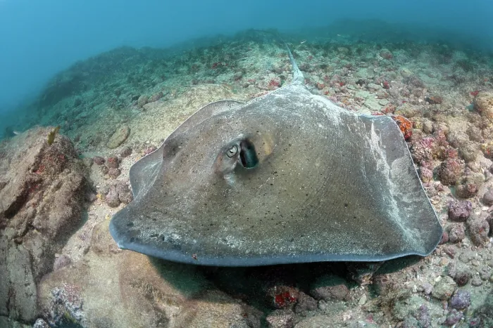 Framed Print : Lutz's stingray (Hypanus berthalutzae) resting on seabed, Natal, Brazil, southwest Atlantic Ocean