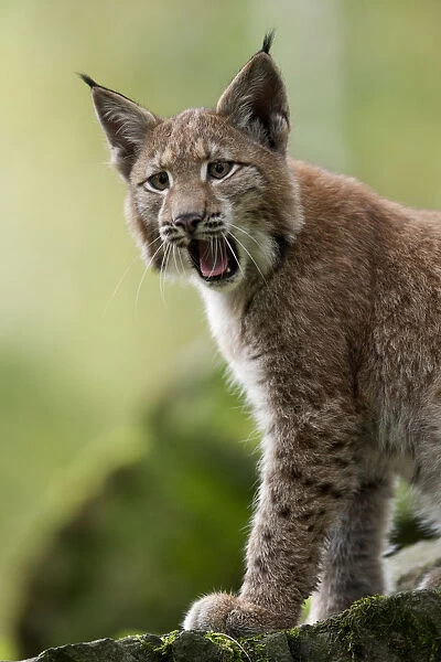 Lynx (Lynx lynx) cub calling. Hannau, Germany, September. Captive