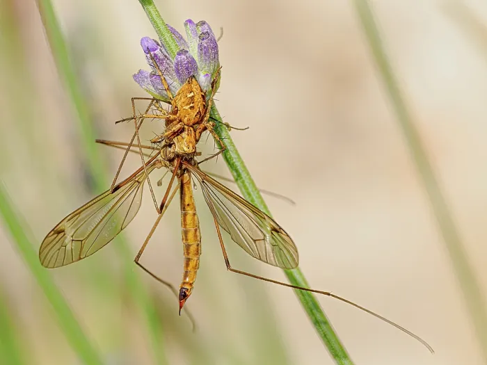 Framed Print : Lynx spider (Oxyopes ramosus) resting on Lavender stem with Cranefly prey, Podere Montecucco, Orvieto, Umbria, Italy. June Framed Print : Lynx spider (Oxyopes ramosus) resting on Lavender stem with Cranefly prey, Podere Montecucco, Orvieto, Umbria, Italy. June