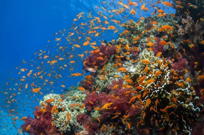 Framed Print : Lyretail anthias / Goldies (Pseudanthias squamipinnis) on reef top. Egypt, Red Sea Framed Print : Lyretail anthias / Goldies (Pseudanthias squamipinnis) on reef top. Egypt, Red Sea