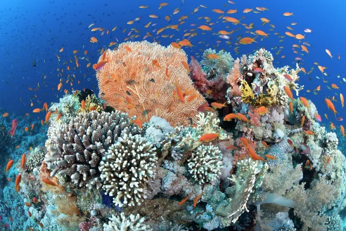 Framed Print : Lyretail anthias (Pseudanthias squamipinnis) schooling over coral reef, Ras Muhammad National Park, Sinai Peninsula, Red Sea, Egypt Framed Print : Lyretail anthias (Pseudanthias squamipinnis) schooling over coral reef, Ras Muhammad National Park, Sinai Peninsula, Red Sea, Egypt