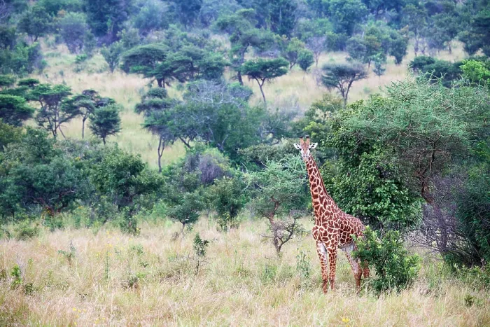 Framed Print : Maasai giraffe (Giraffa camelopardalis tippelskirchi) standing in grassland, Akagera National Park, Rwanda. Endangered Framed Print : Maasai giraffe (Giraffa camelopardalis tippelskirchi) standing in grassland, Akagera National Park, Rwanda. Endangered