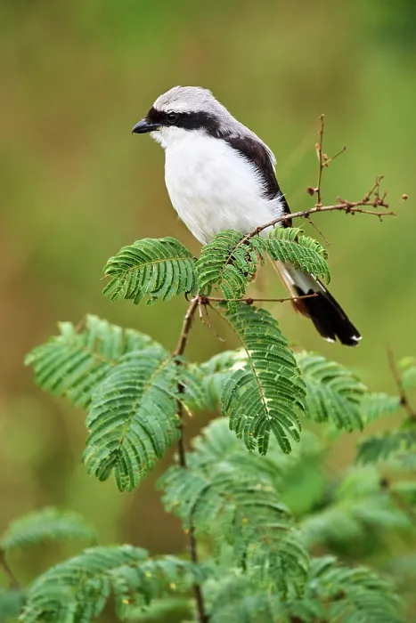 Framed Print : Mackinnon's shrike (Lanius mackinnoni) perched on branch, Akagera National Park, Rwanda