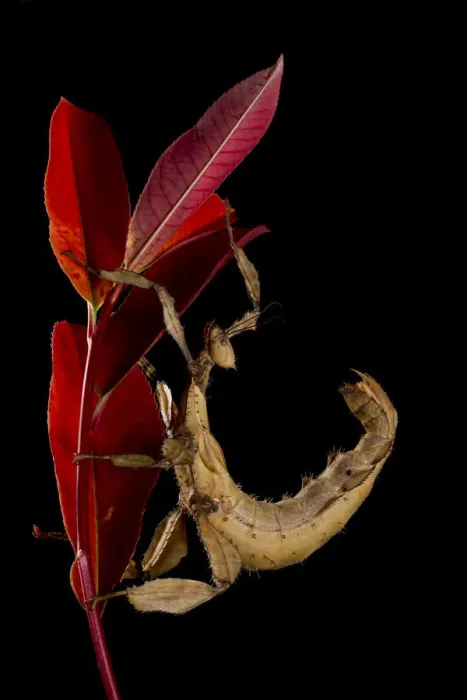 Framed Print : Macleays Spectre (Extatosoma tiaratum) captive at the University of Texas Framed Print : Macleays Spectre (Extatosoma tiaratum) captive at the University of Texas