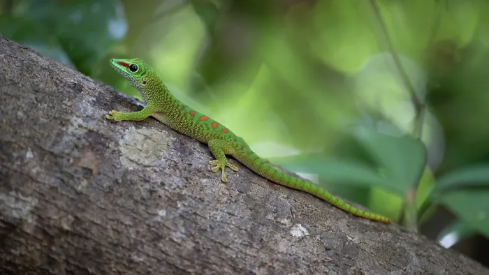 Framed Print : Madagascar day gecko (Phelsuma madagascariensis madagascariensis) resting on branch, Ankarana National Park, Madagascar Framed Print : Madagascar day gecko (Phelsuma madagascariensis madagascariensis) resting on branch, Ankarana National Park, Madagascar