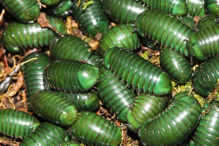 Framed Print : Madagascar green-emerald giant pill millipedes (Zoosphaerium neptunus) Andasibe-Mantadia Framed Print : Madagascar green-emerald giant pill millipedes (Zoosphaerium neptunus) Andasibe-Mantadia