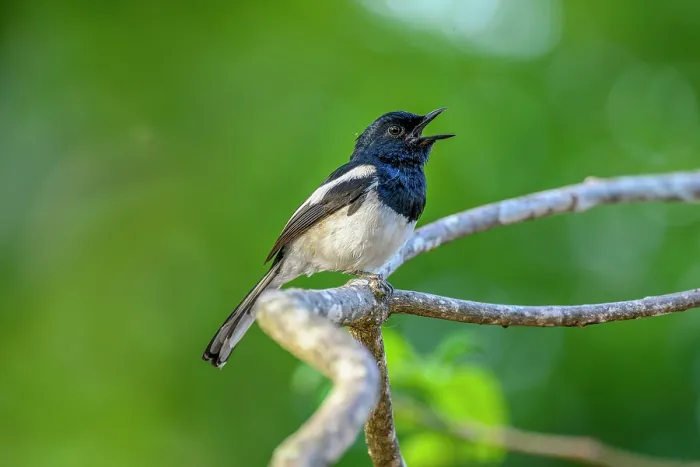 Framed Print : Madagascar magpie-robin (Copsychus albospecularis) male, perched on branch singing in forest understorey, Anjajavy Private Reserve, north west Madagascar Framed Print : Madagascar magpie-robin (Copsychus albospecularis) male, perched on branch singing in forest understorey, Anjajavy Private Reserve, north west Madagascar
