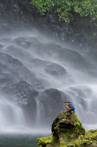 Madagascar Malachite kingfisher (Alcedo vintisioides) Cascade sacree  /  The sacred waterfall, Montagne d'Ambre National Park, North Madagascar